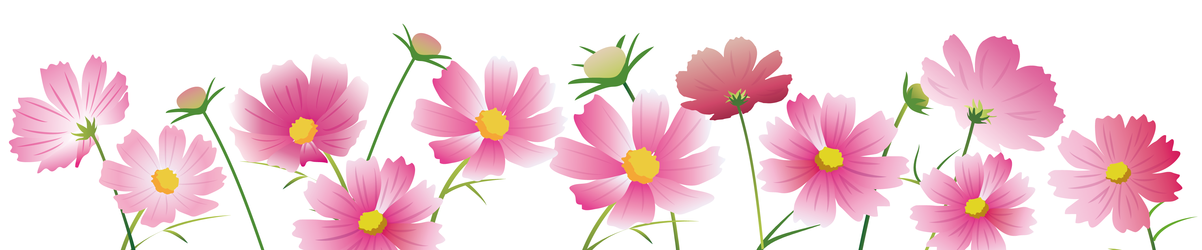 コスモスの花のイラスト