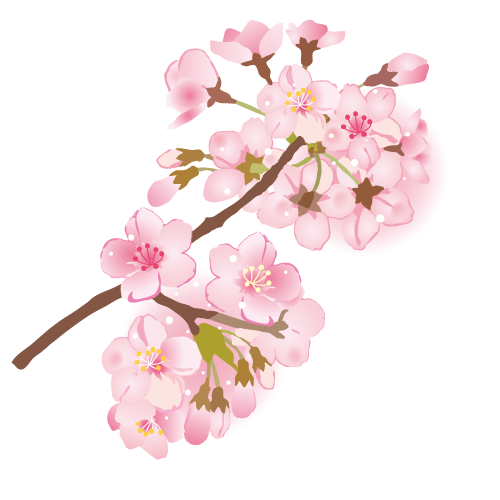 桜の花と枝イラスト