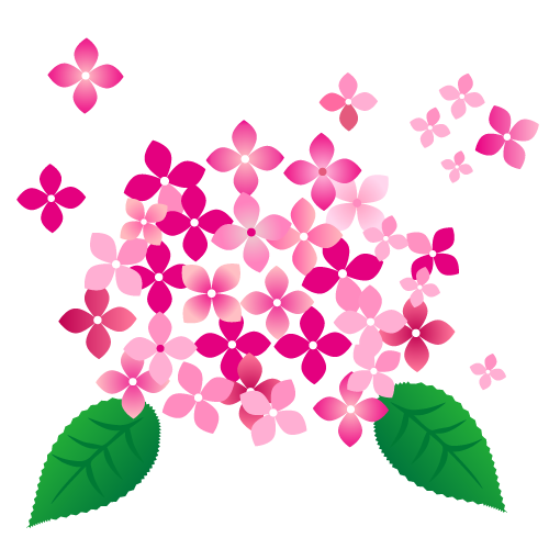 ピンクの紫陽花の花イラスト